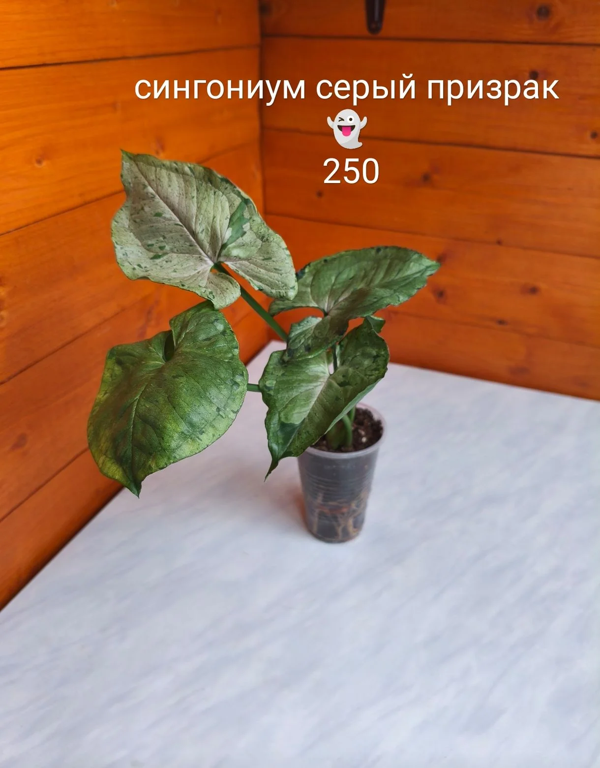 Сингониум, сциндапсус - миниатюра 16