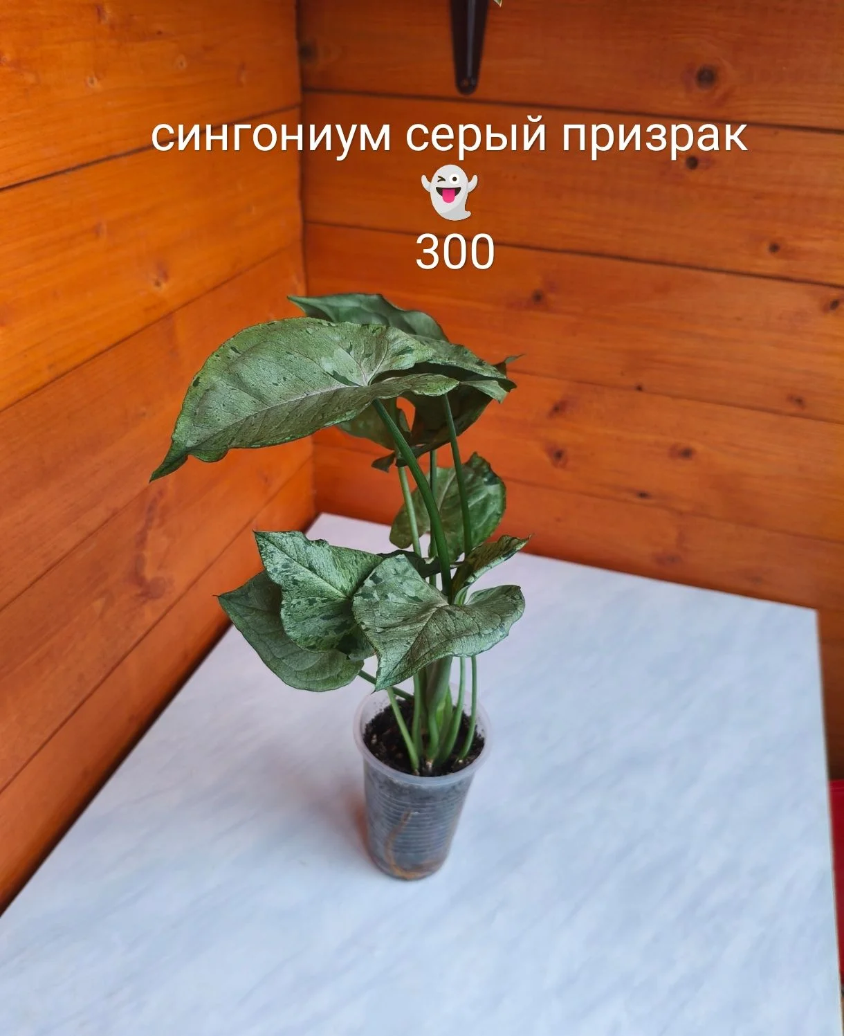 Сингониум, сциндапсус - миниатюра 17