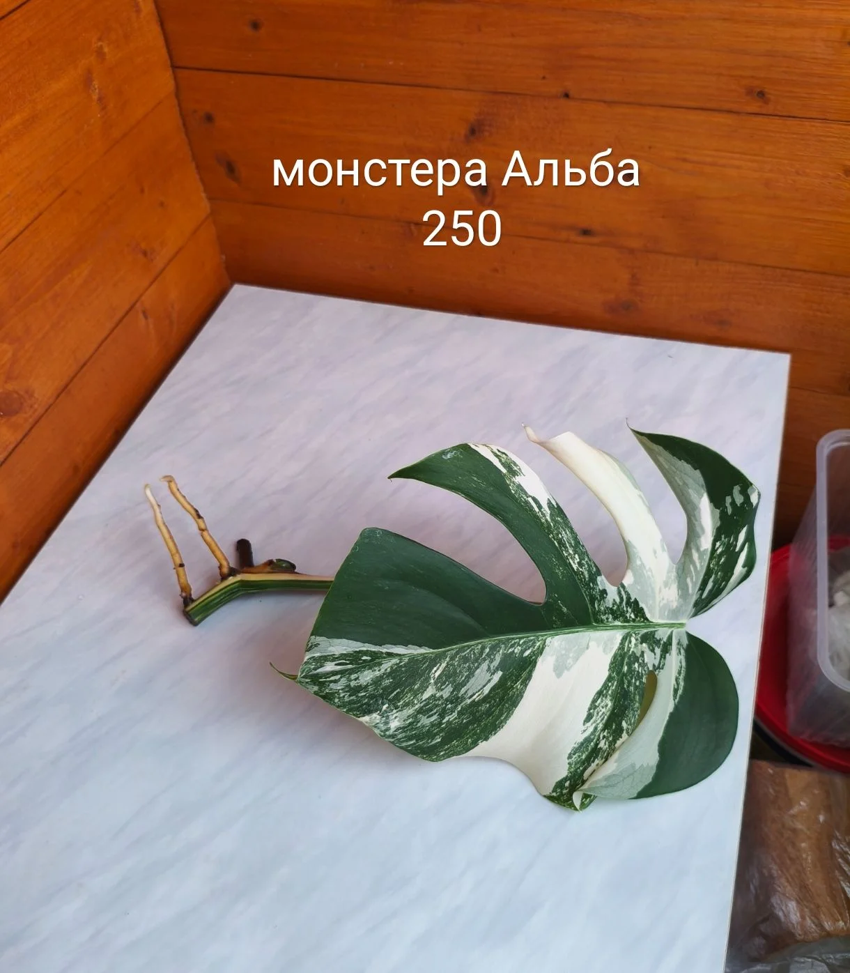 Сингониум, сциндапсус - миниатюра 20