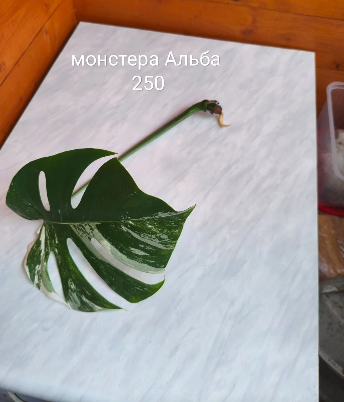 Сингониум, сциндапсус - миниатюра 21
