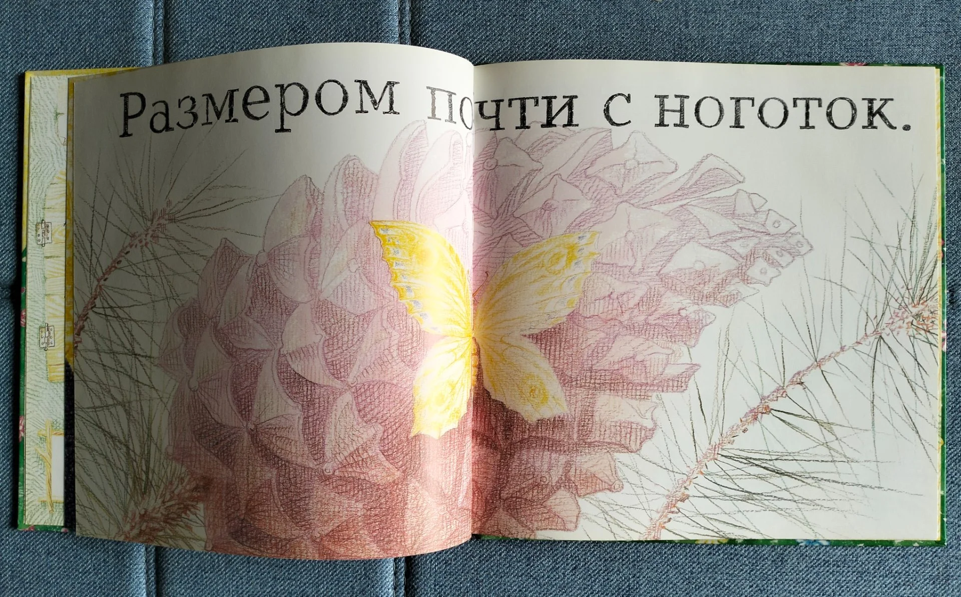 Енот и бабочка, Коняшов иллюстрации Перевезенцев 2001 - миниатюра 3