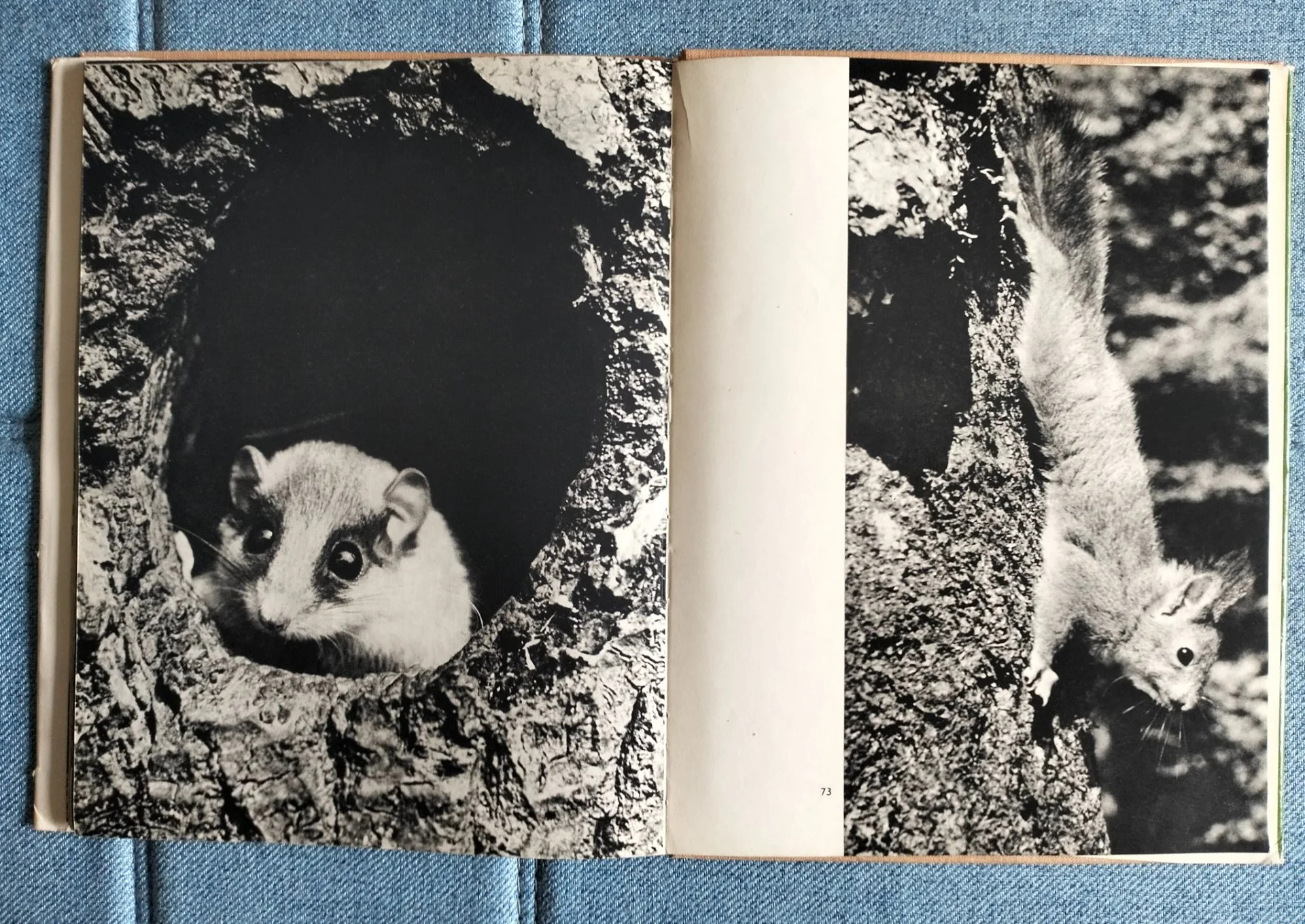 Обитатели леса Пухальский фотоальбом Варшава - миниатюра 8