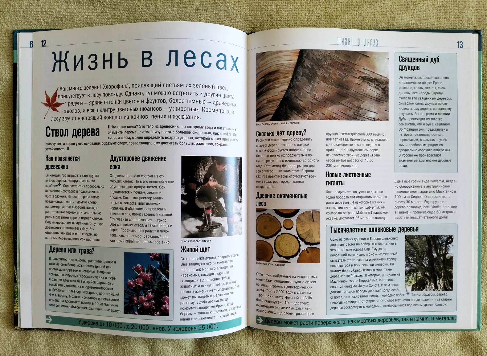 Детская книга Лес Занимательный атлас Природа 2007 - миниатюра 6