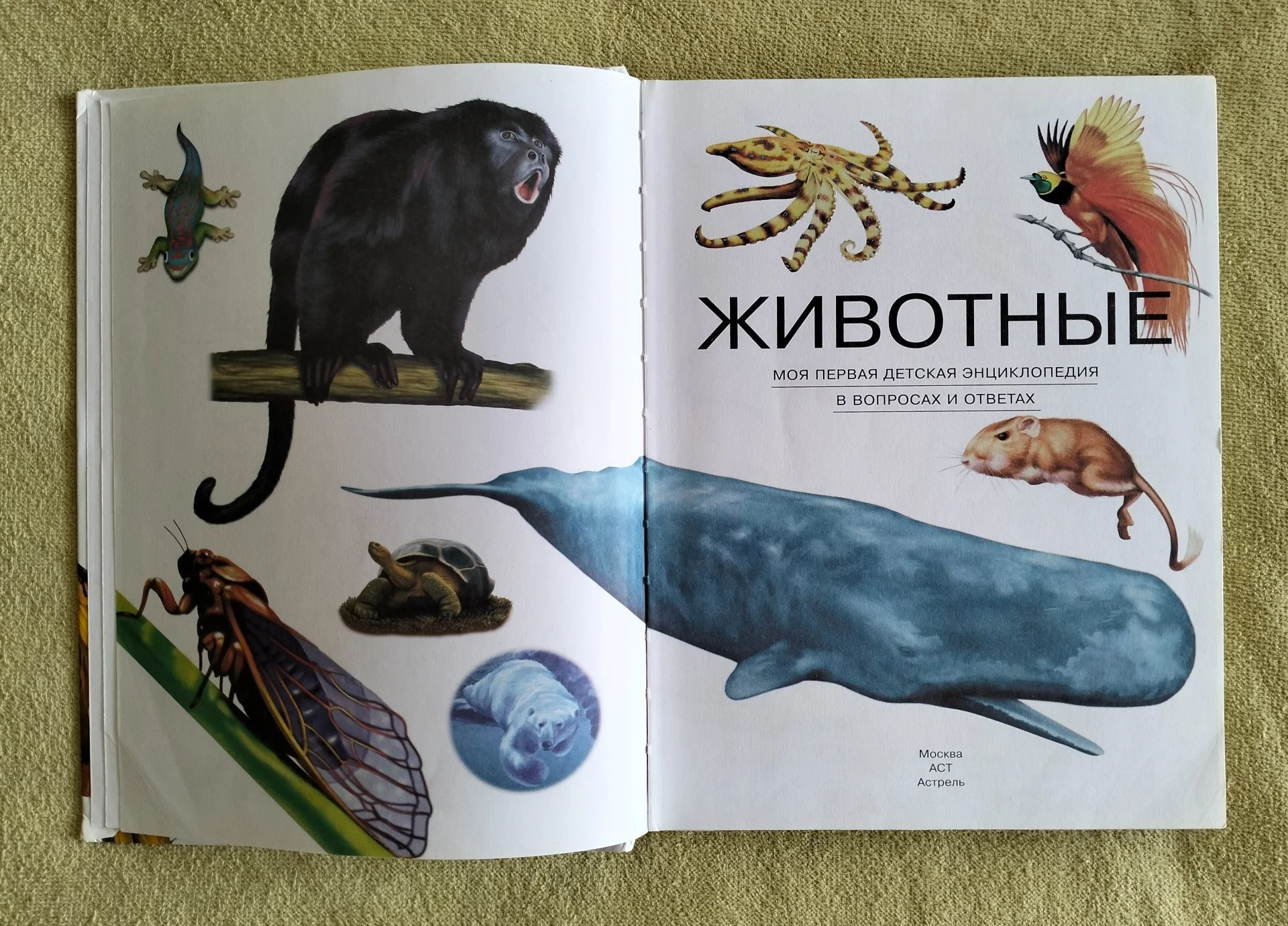 Животные Моя первая детская энциклопедия в вопросах и ответах АСТ Астрель 2012 - миниатюра 5