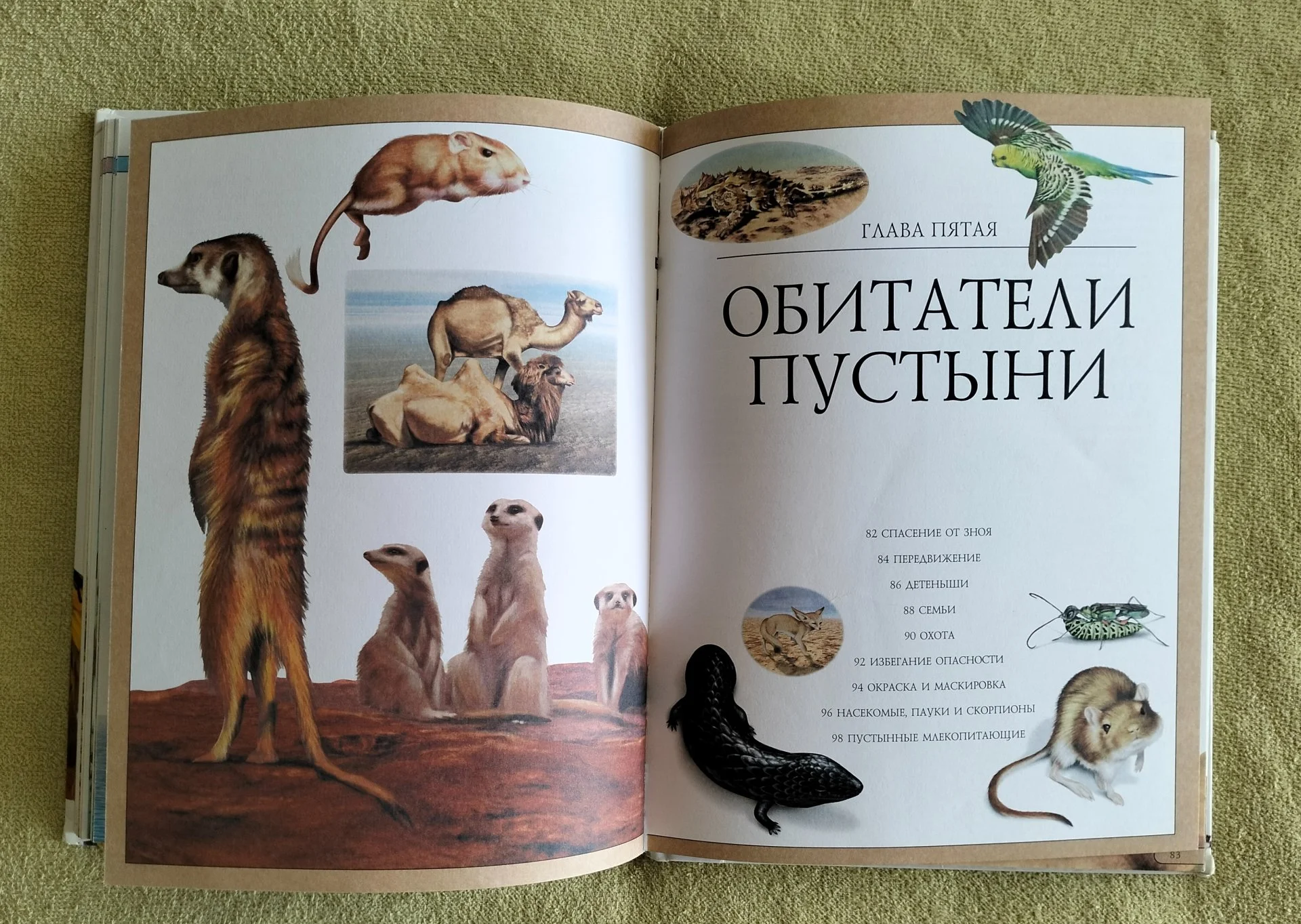 Животные Моя первая детская энциклопедия в вопросах и ответах АСТ Астрель 2012 - миниатюра 12