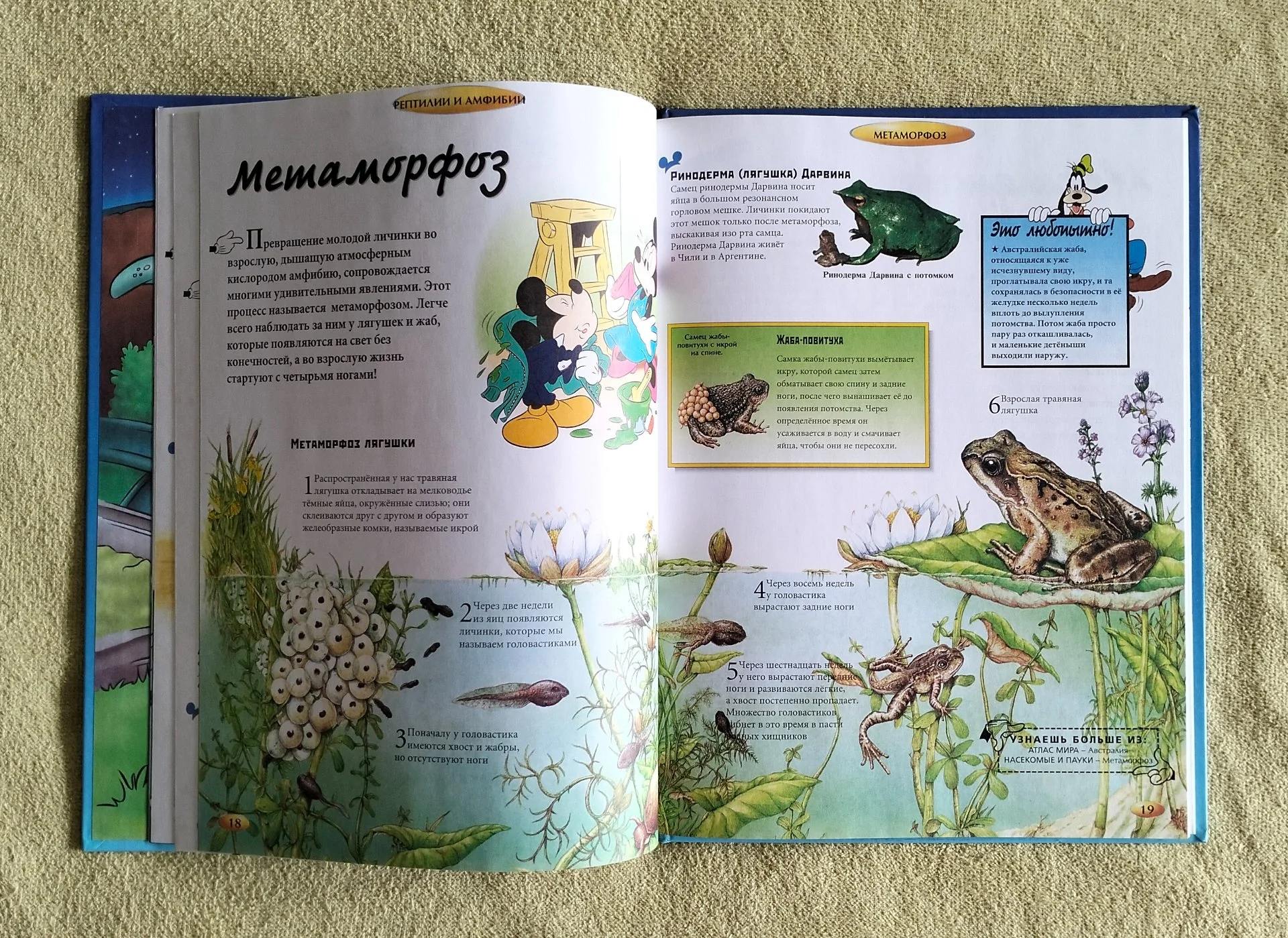Рептилии и амфибии Хочу всё знать Disney 2002 - миниатюра 7