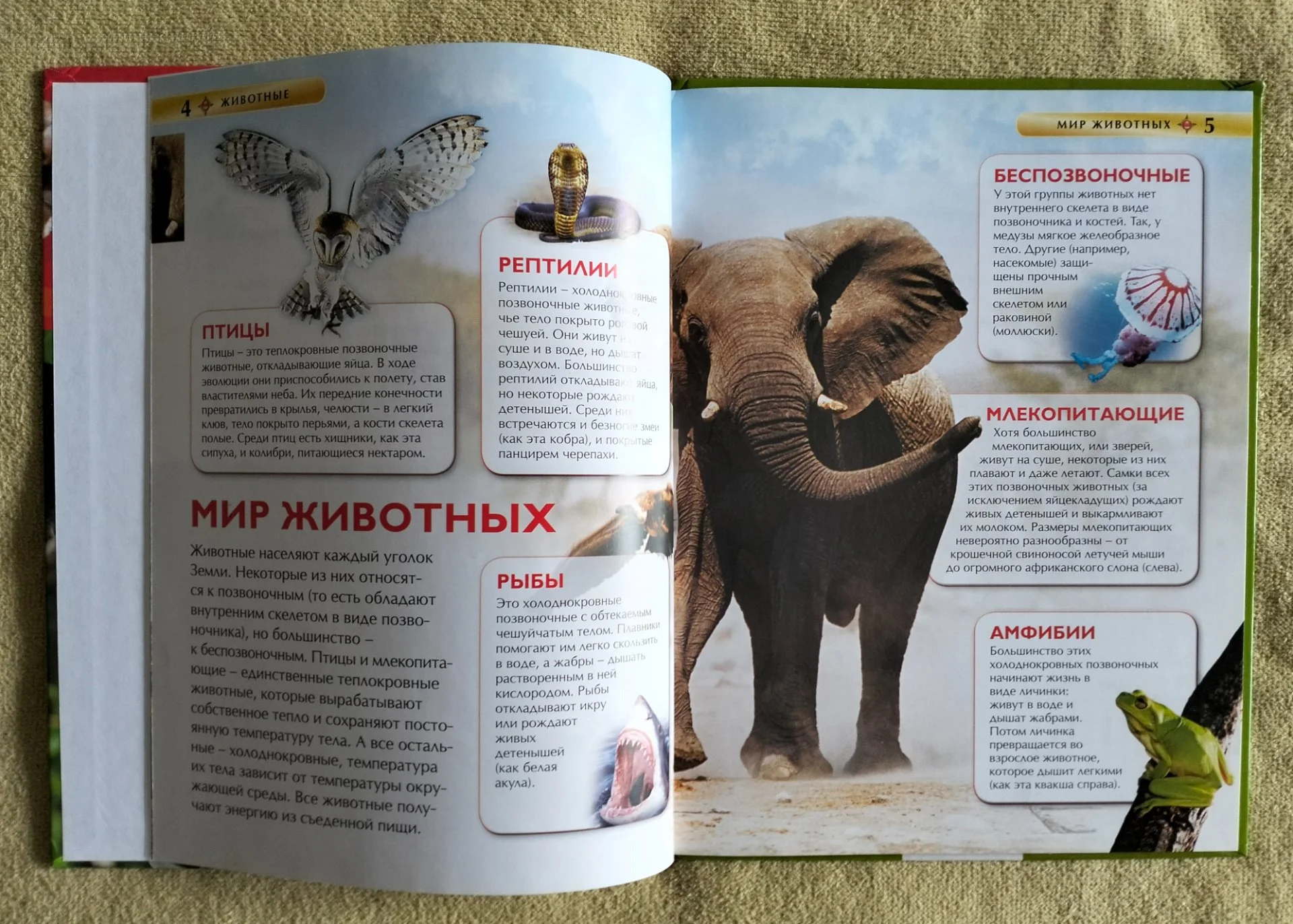 Животные Детская энциклопедия Росмэн 2016 - миниатюра 4
