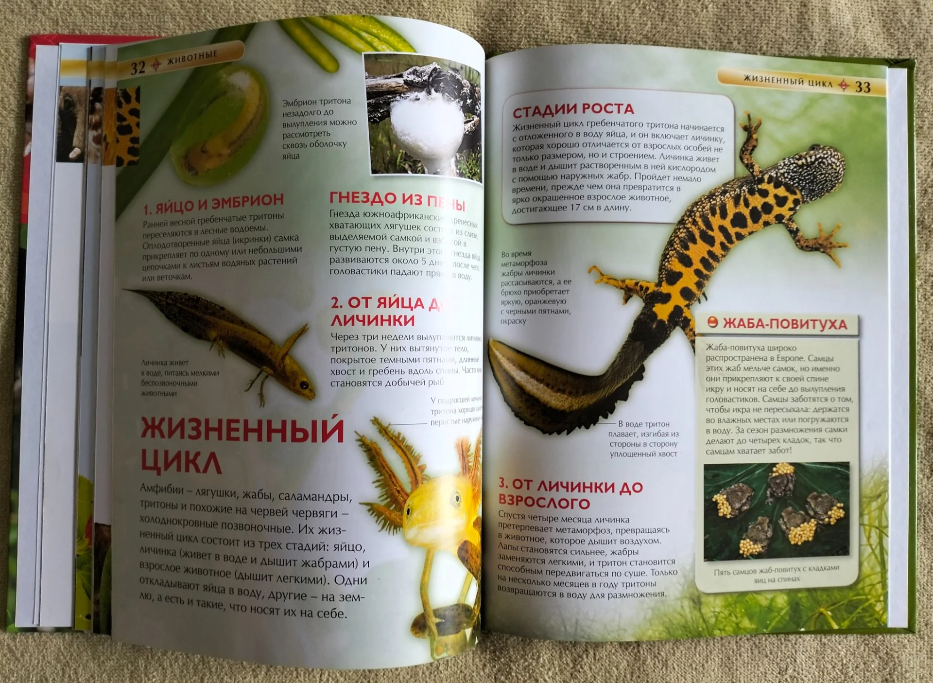 Животные Детская энциклопедия Росмэн 2016 - миниатюра 8