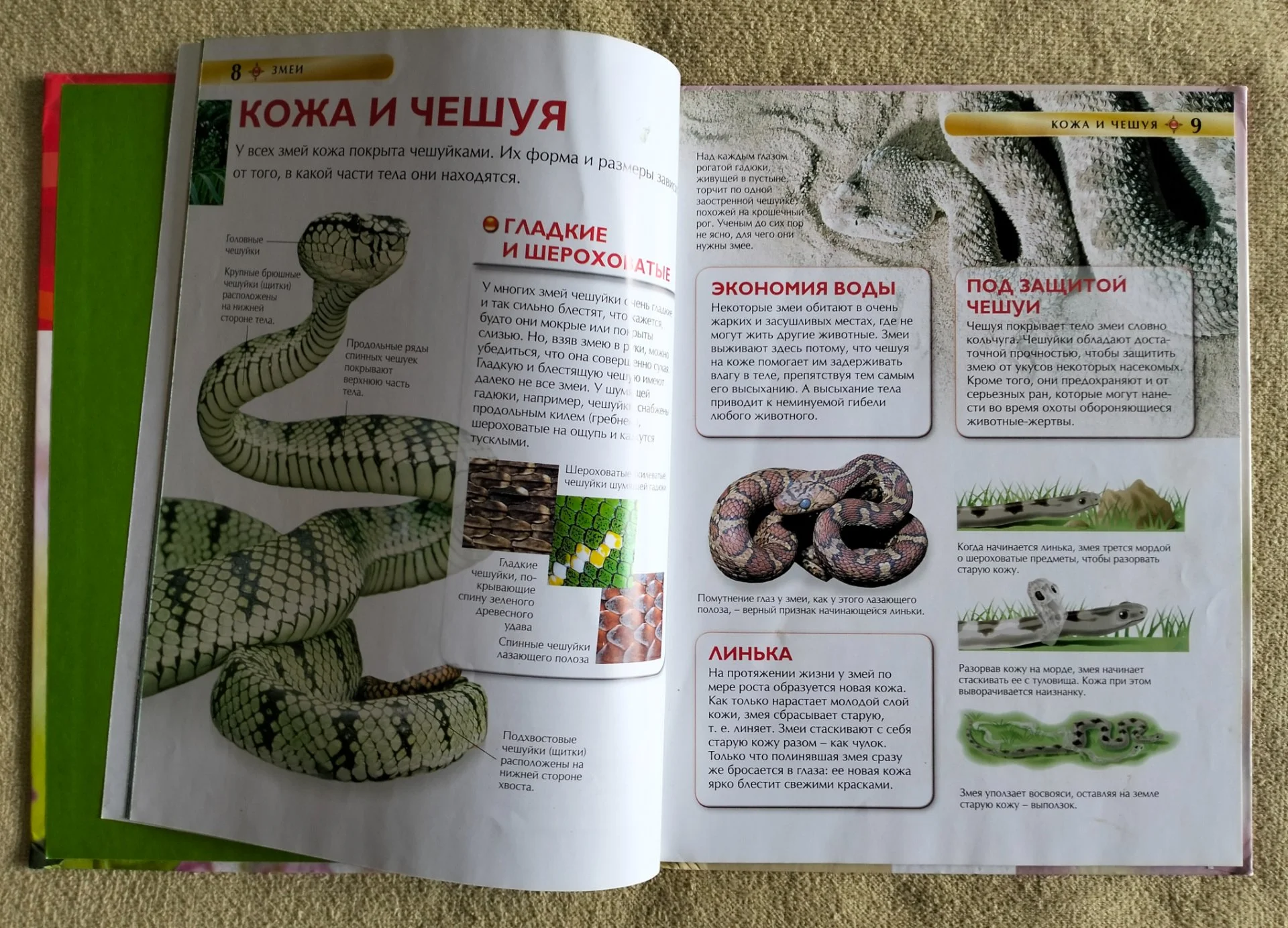 Змеи Детская энциклопедия Росмэн 2014 - миниатюра 6