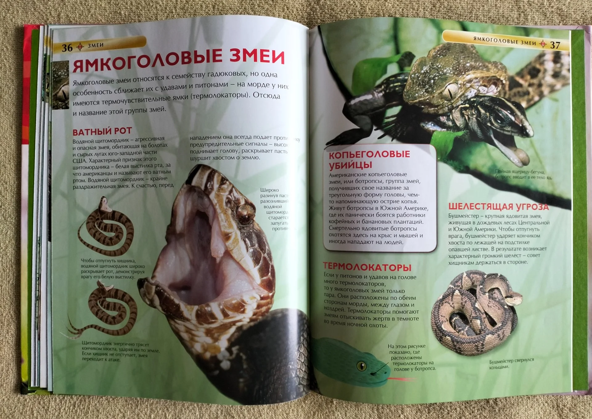 Змеи Детская энциклопедия Росмэн 2014 - миниатюра 9