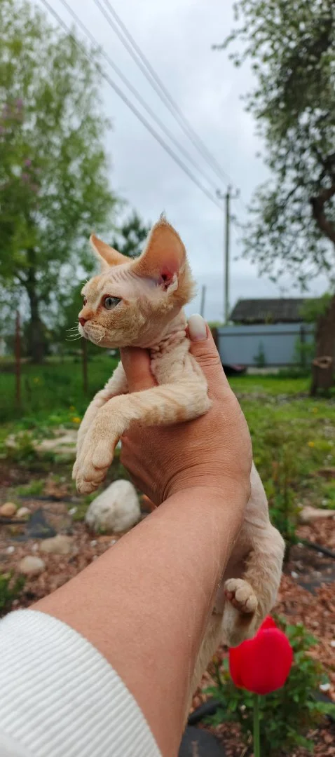 Девон Рекс, котята - миниатюра 2