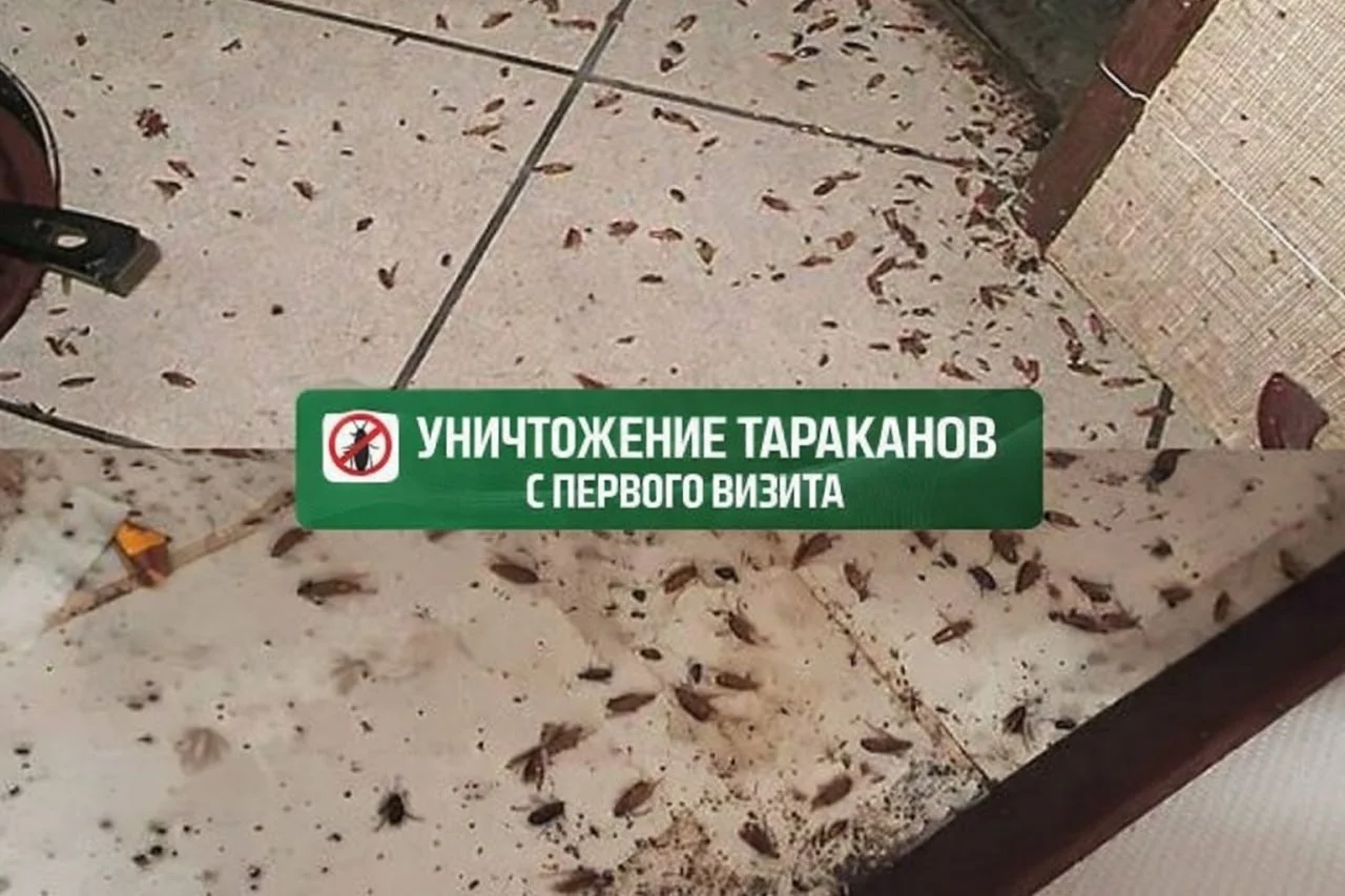 Дезинфекция уничтожение тараканов, клопов, клещей - миниатюра 5