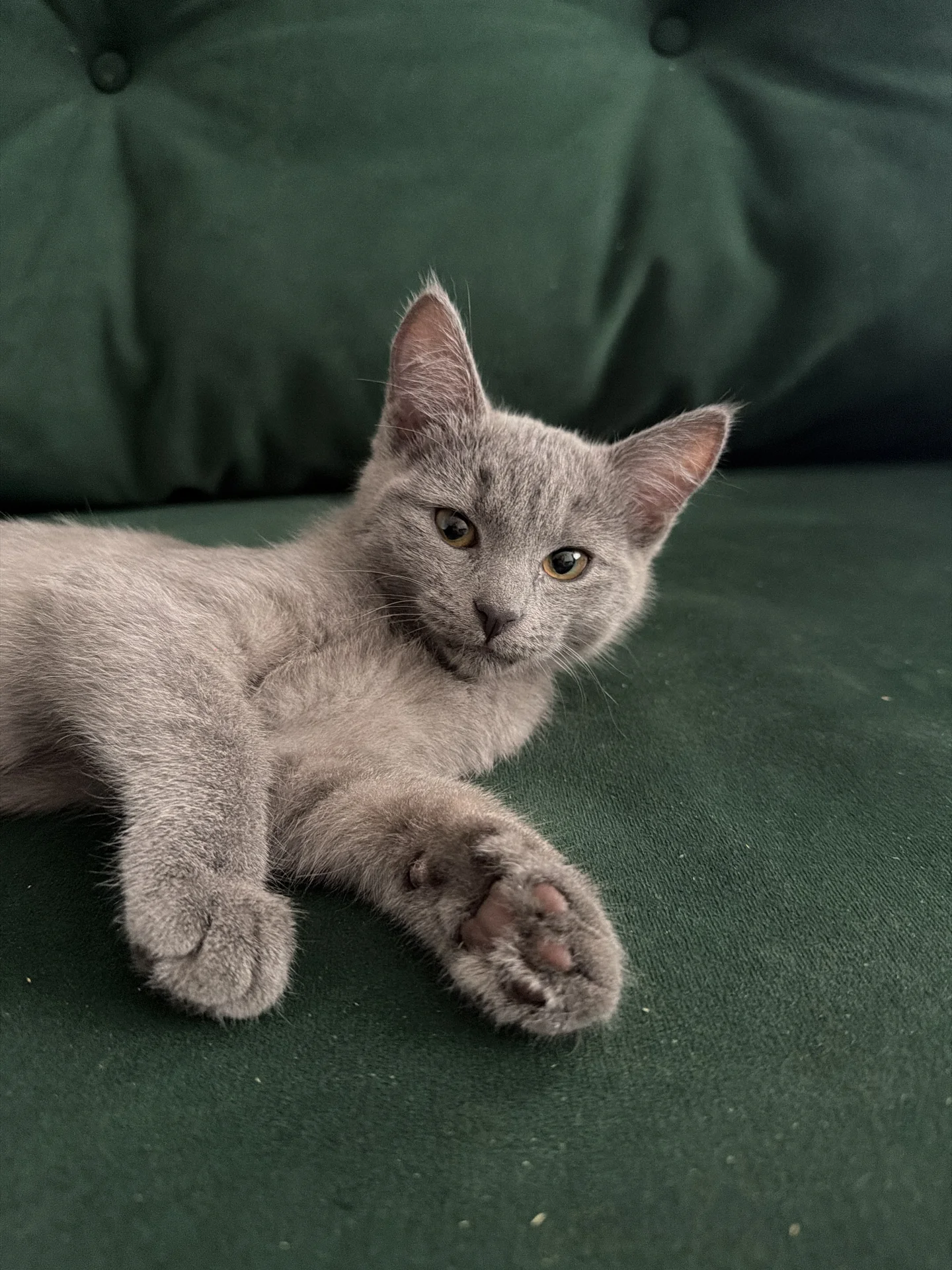 котята - изображение 1