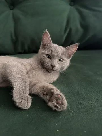 котята