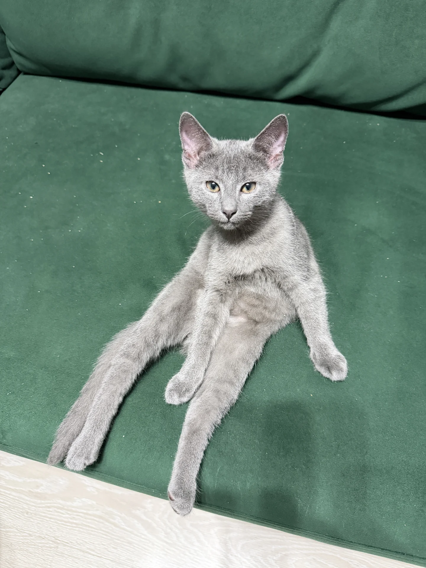 котята - миниатюра 2