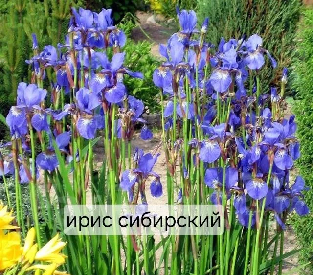 Бересклет, флокс белый, гейхера, ирис сибирский - миниатюра 3