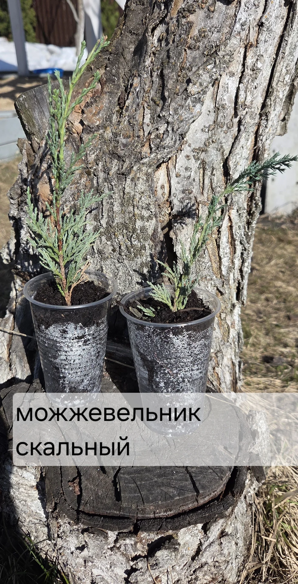 Туя даника, брабант, смарагд, ель нидиформис - миниатюра 2