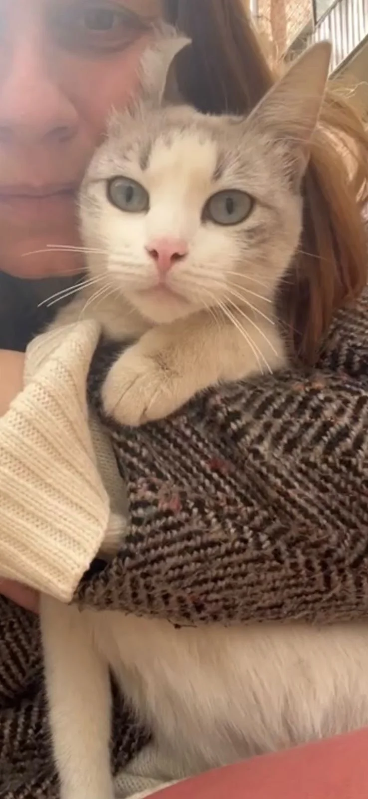 Кошка, примерно год