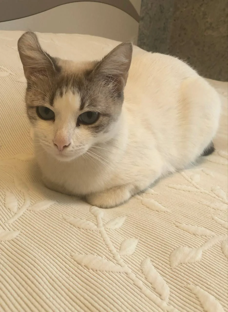 Кошка, примерно год - миниатюра 4