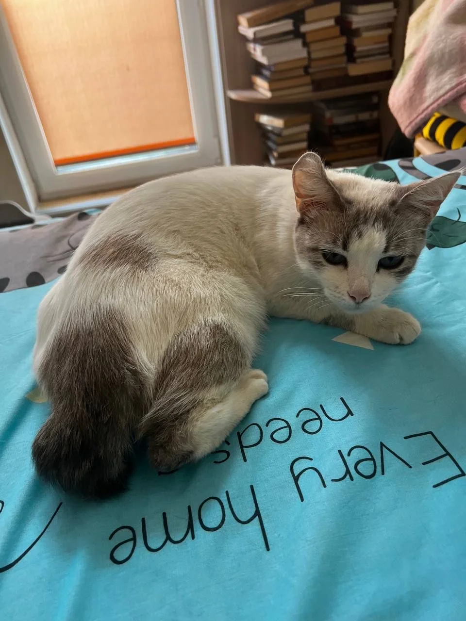 Кошка, примерно год - миниатюра 6