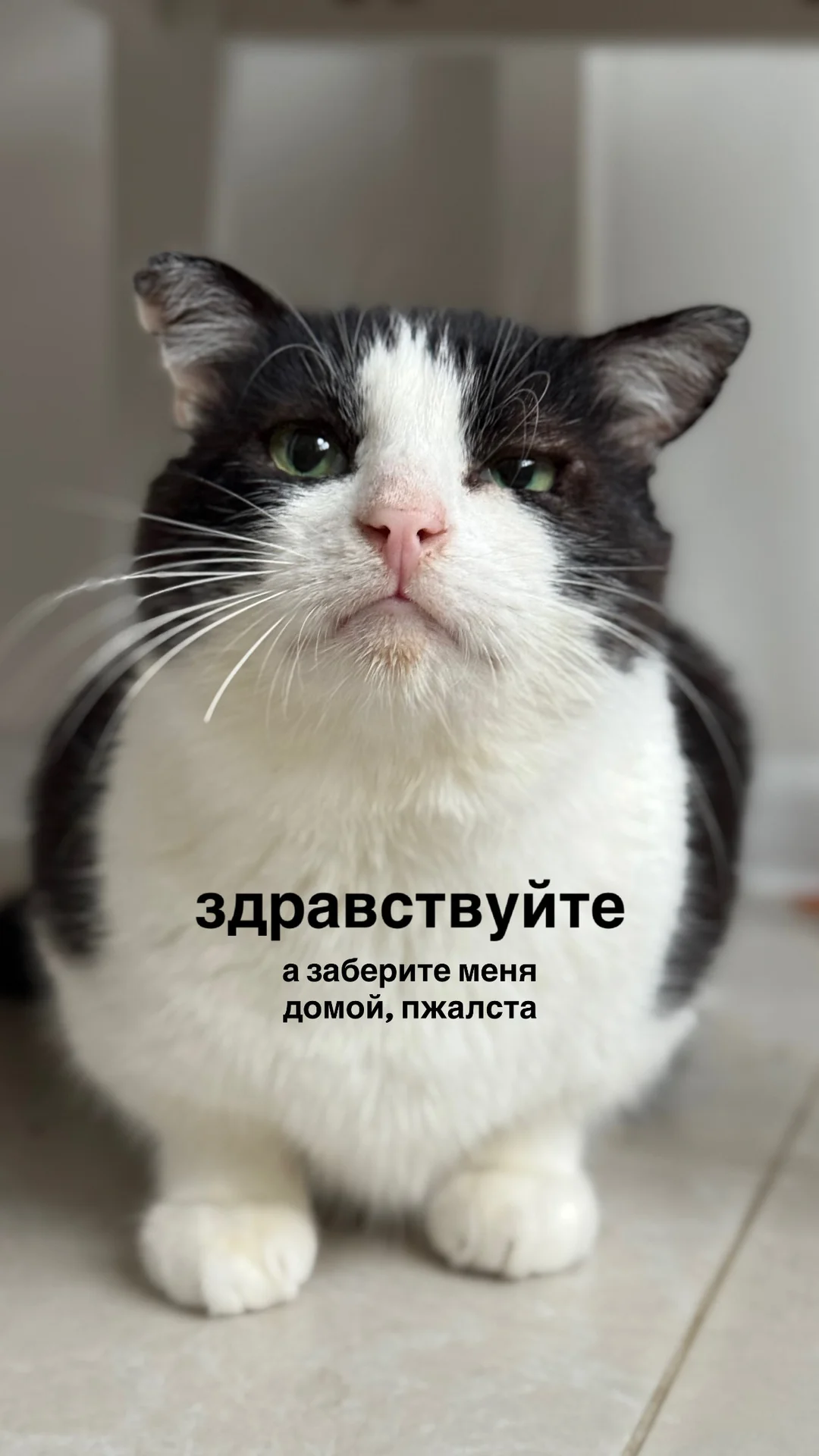 Котик в добрые руки - изображение 1