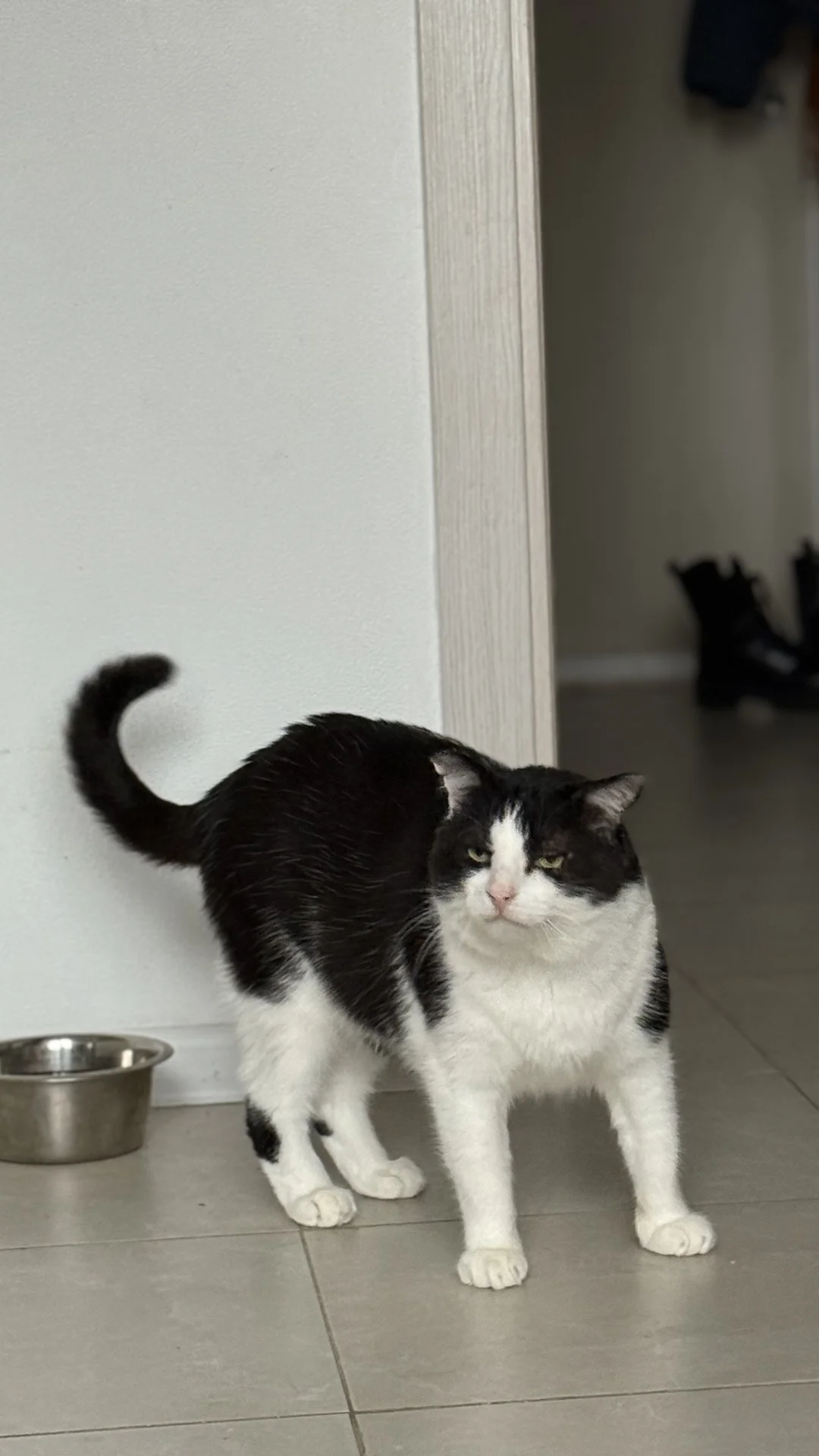 Котик в добрые руки - миниатюра 2
