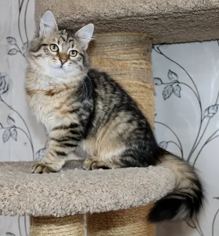 Сибирский котёнок
