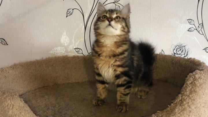 Сибирский котёнок - видео 3