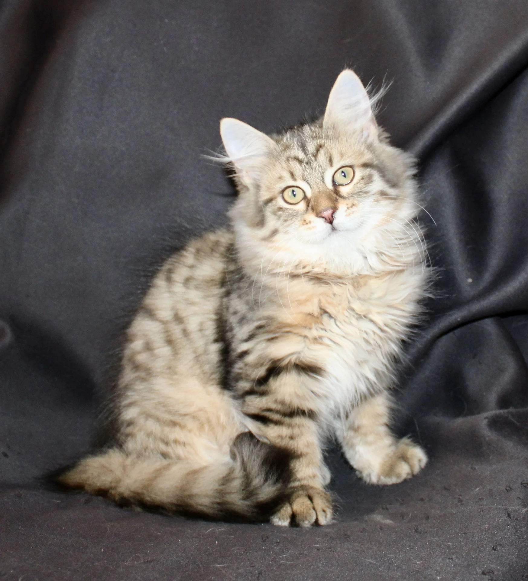 Сибирский котёнок - миниатюра 2