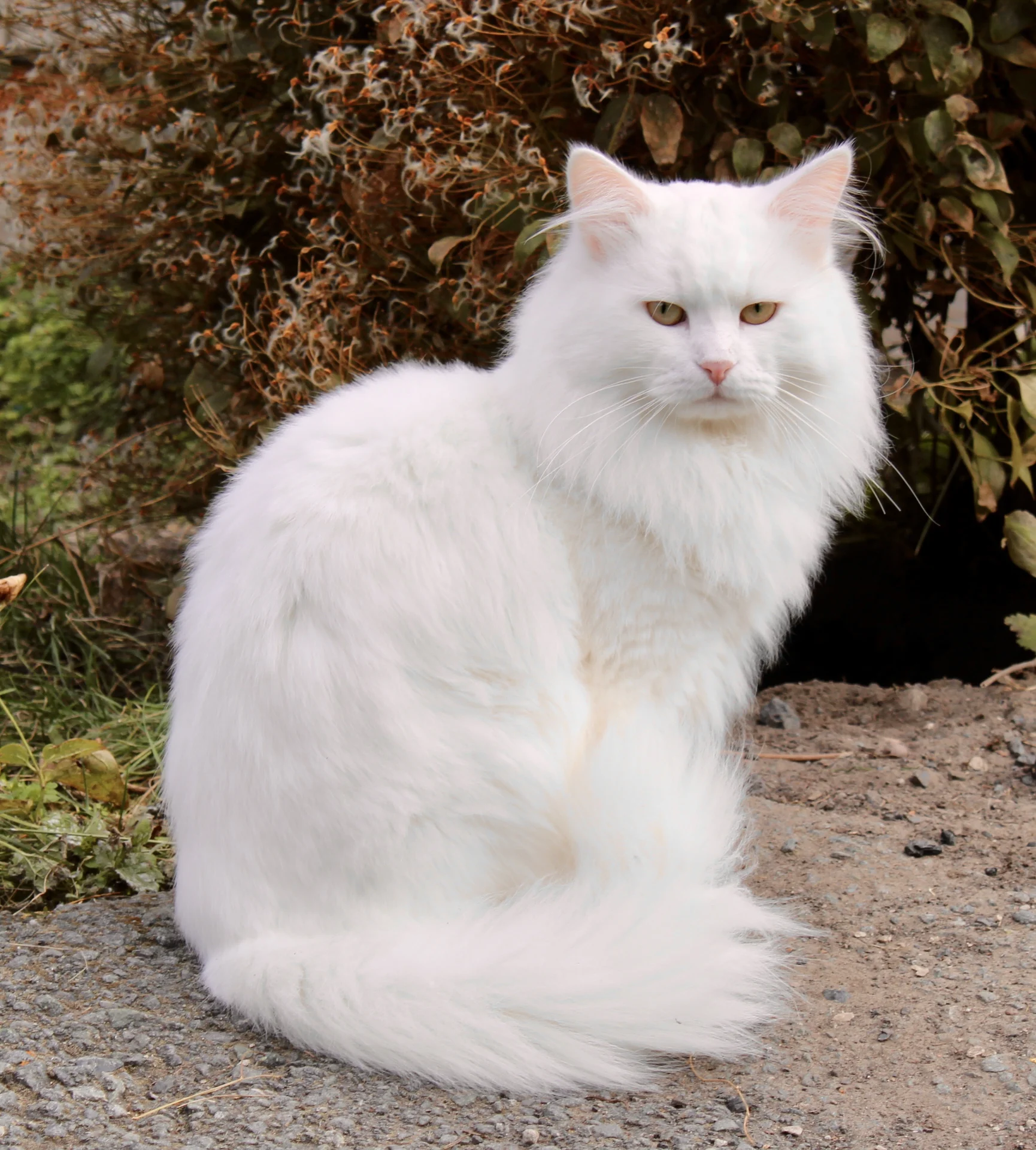 Сибирский котёнок - миниатюра 3