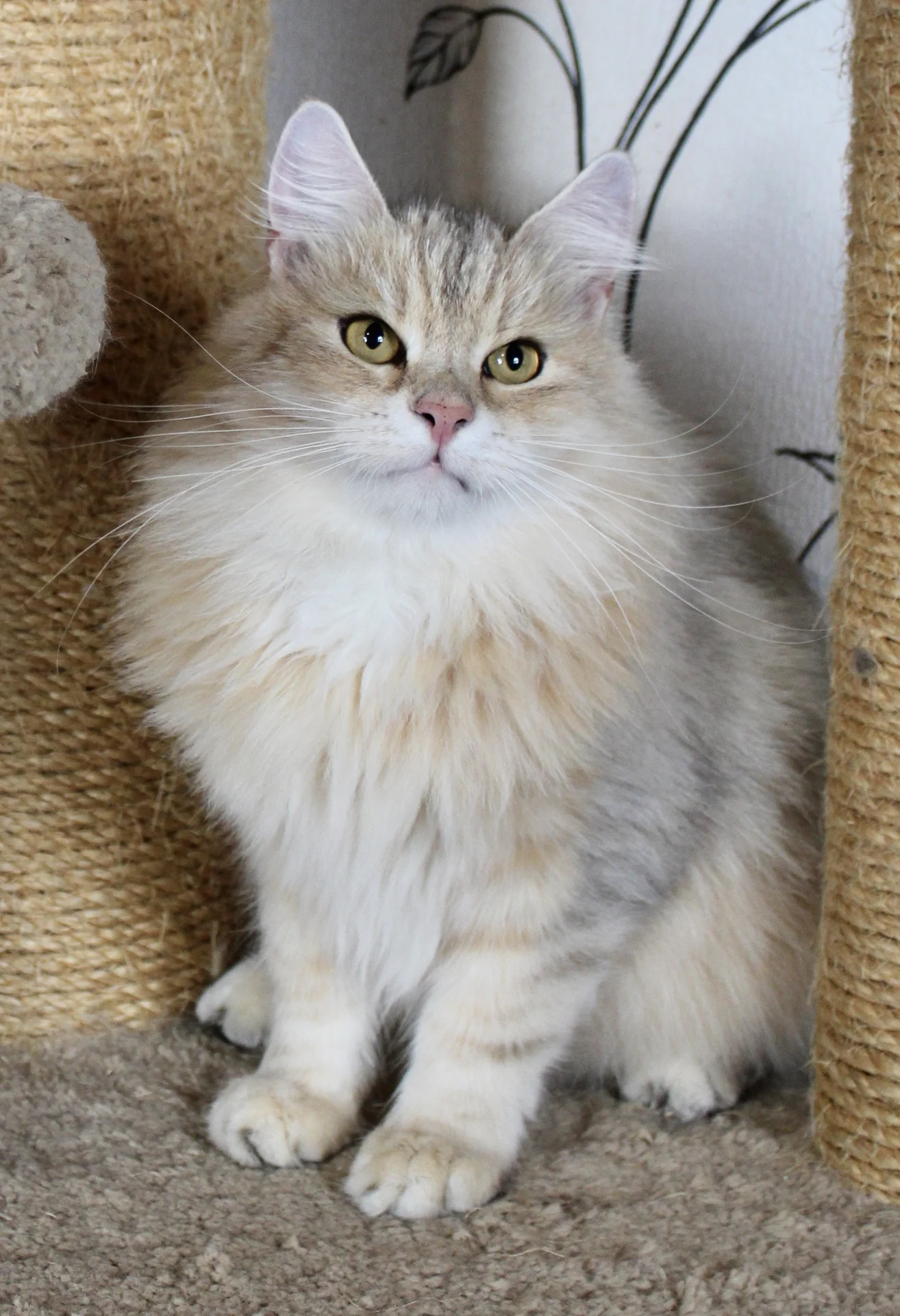 Сибирский котёнок - миниатюра 2