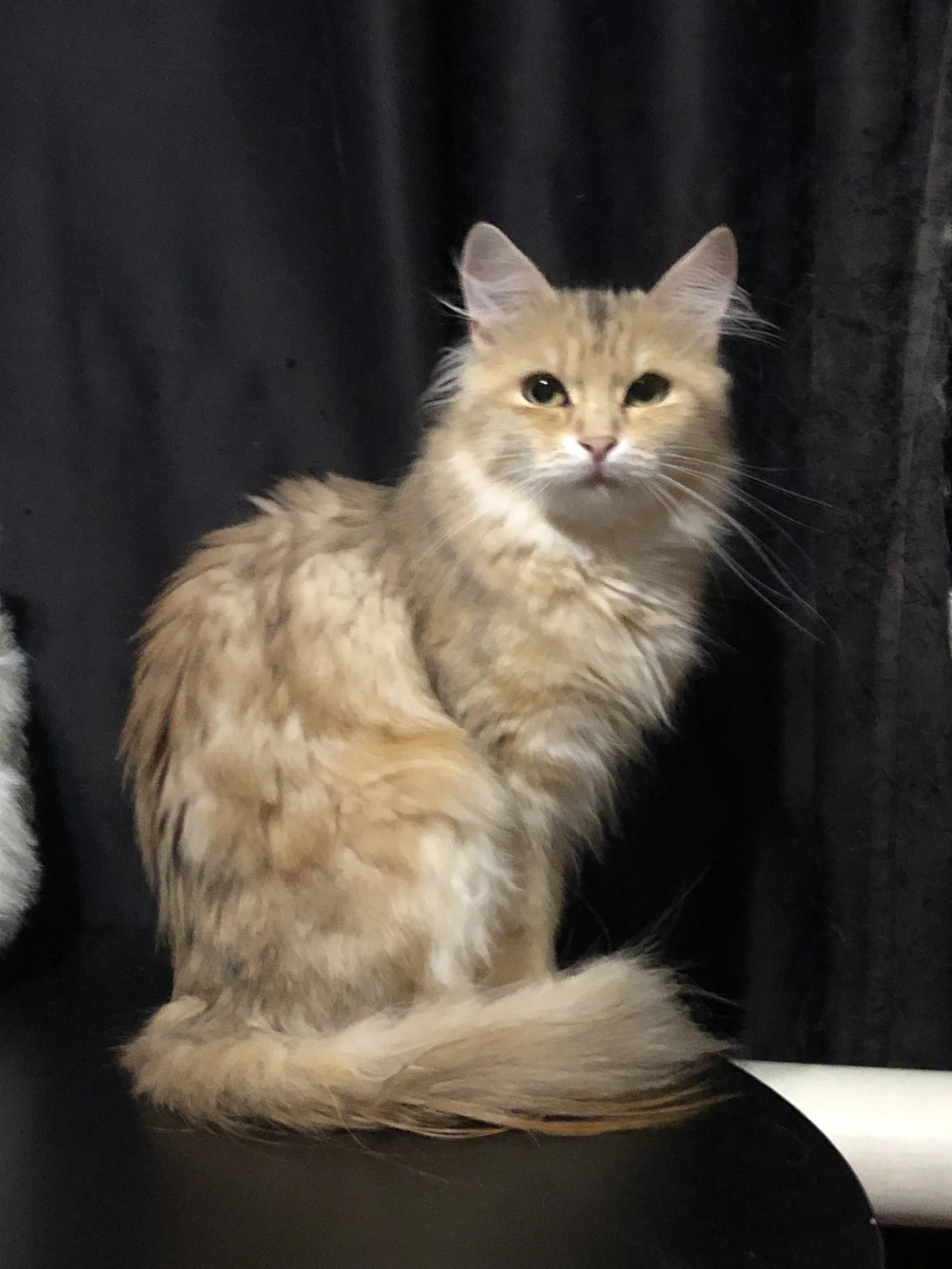 Сибирский котёнок - миниатюра 4