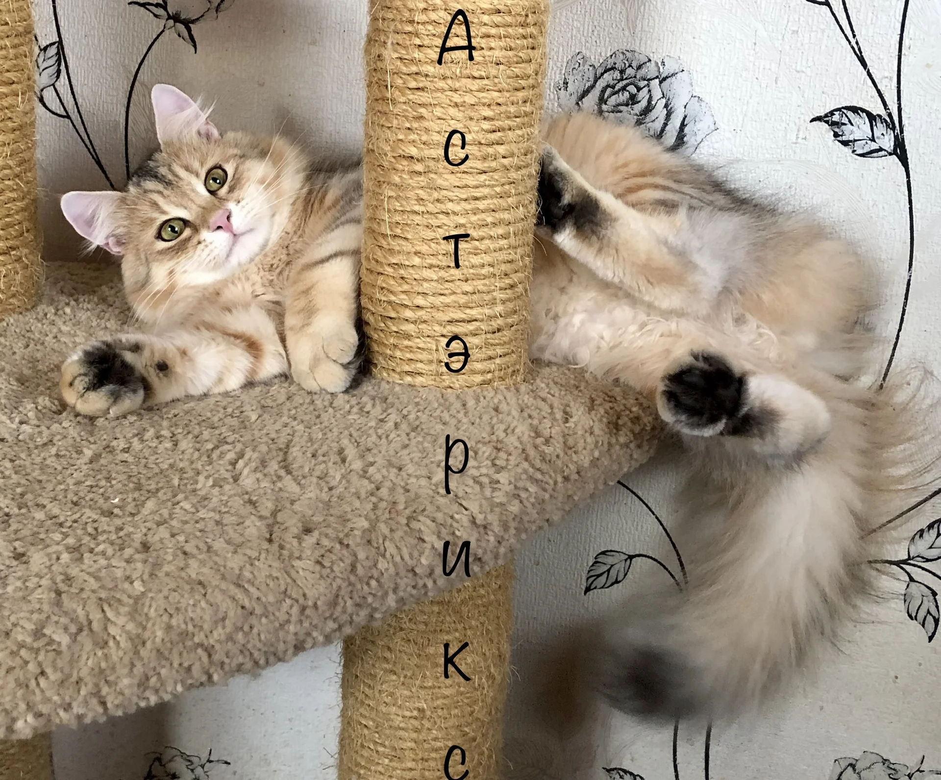 Сибирский котёнок - изображение 1