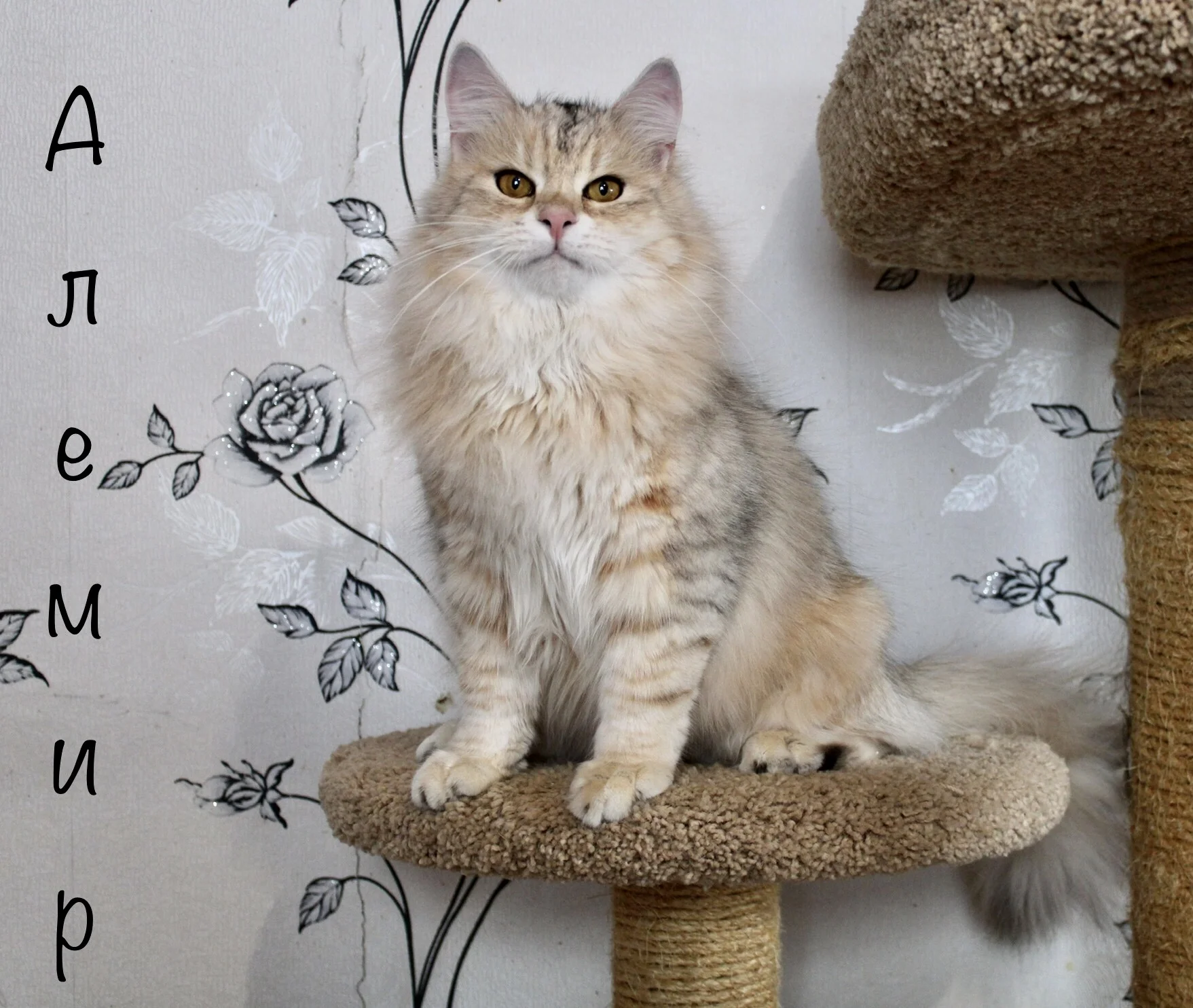 Сибирский котёнок - миниатюра 2
