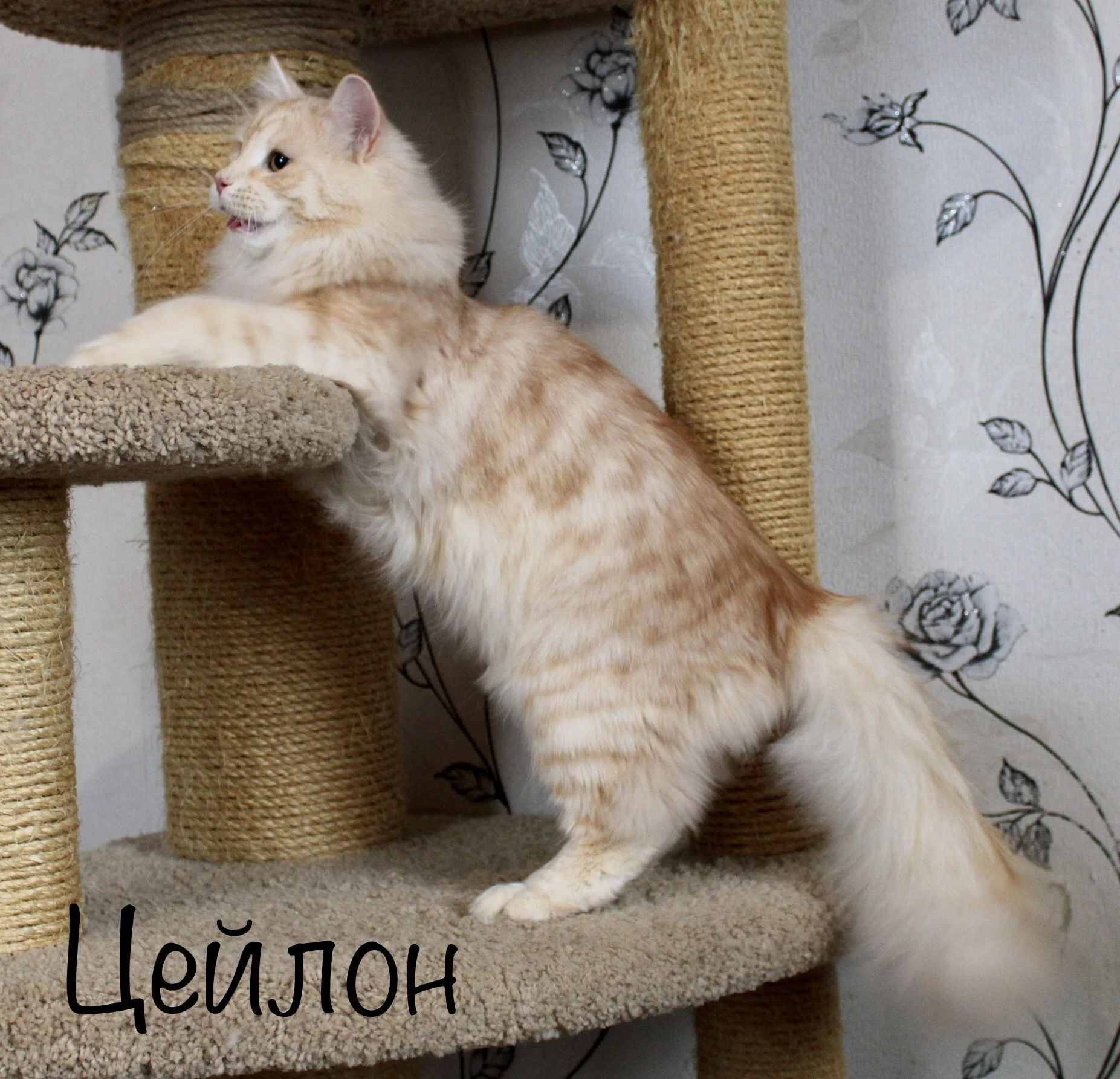 Сибирский котёнок - миниатюра 3