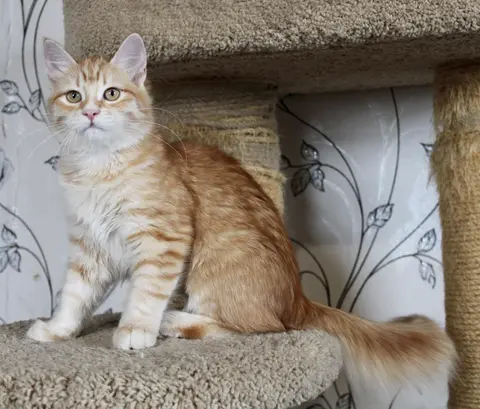 Сибирский котёнок