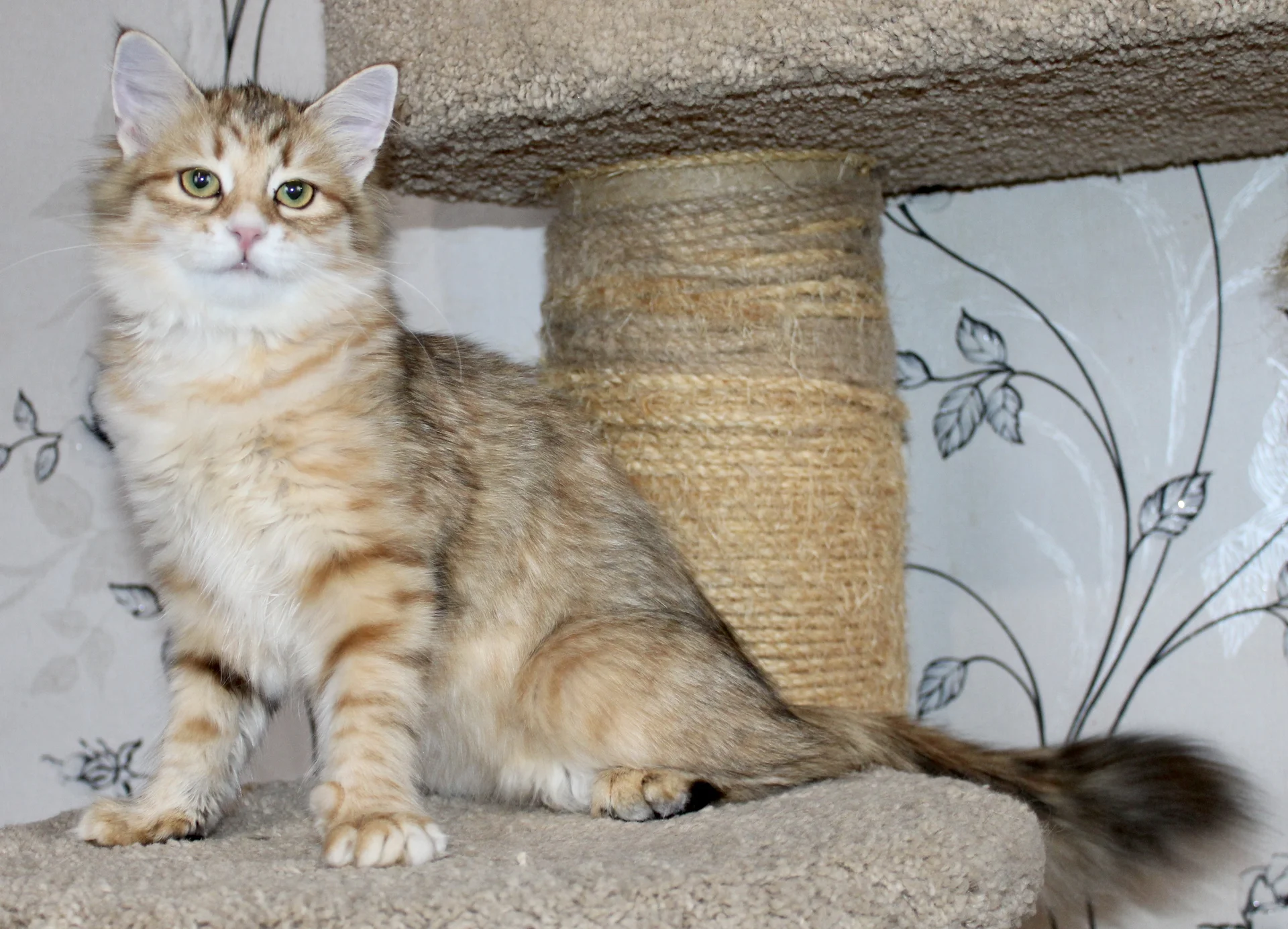 Сибирский котёнок - миниатюра 2