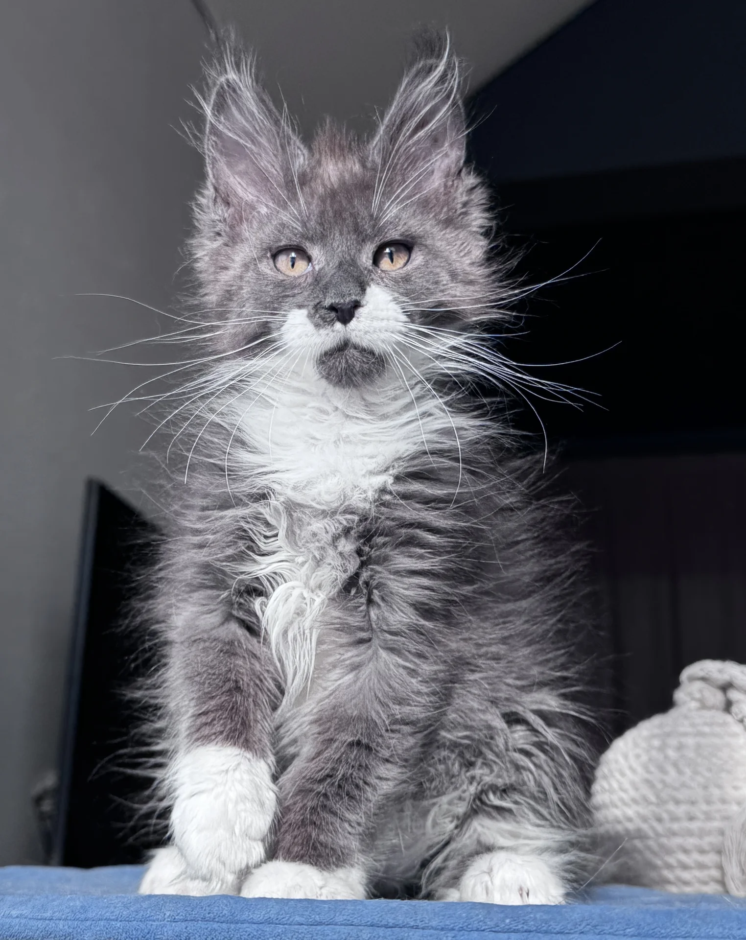 Котенок Мейн Кун - изображение 1