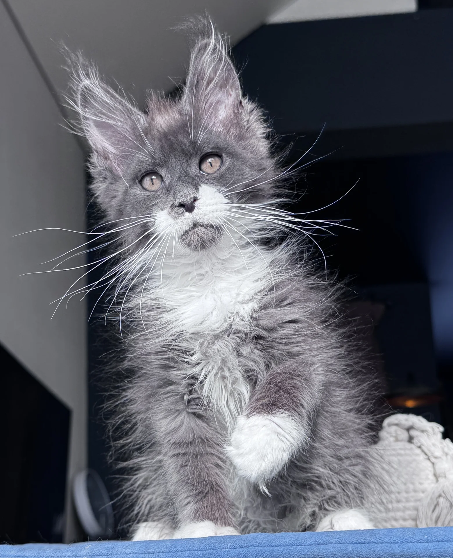 Котенок Мейн Кун - миниатюра 2