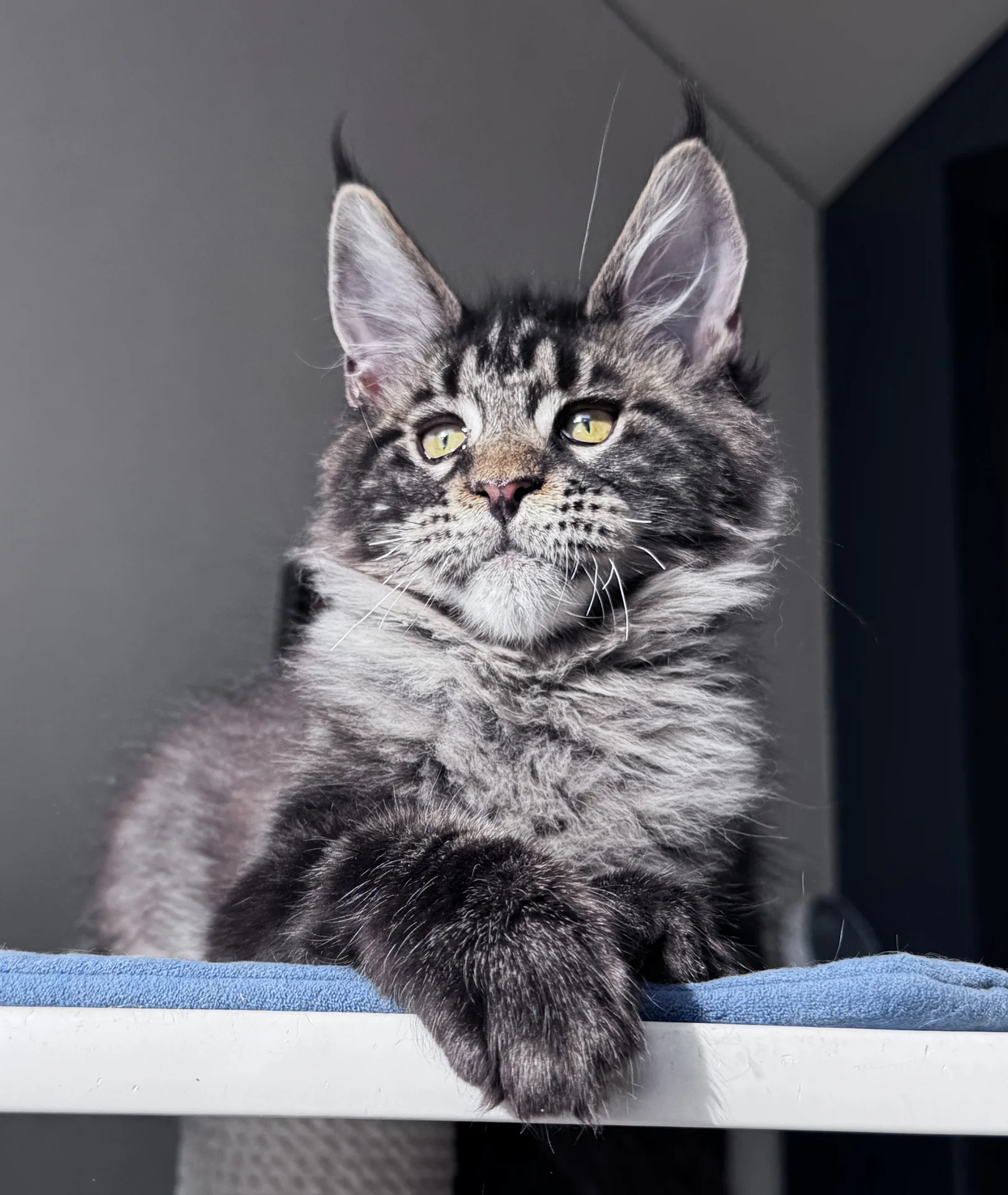 Котенок Мейн Кун - миниатюра 3