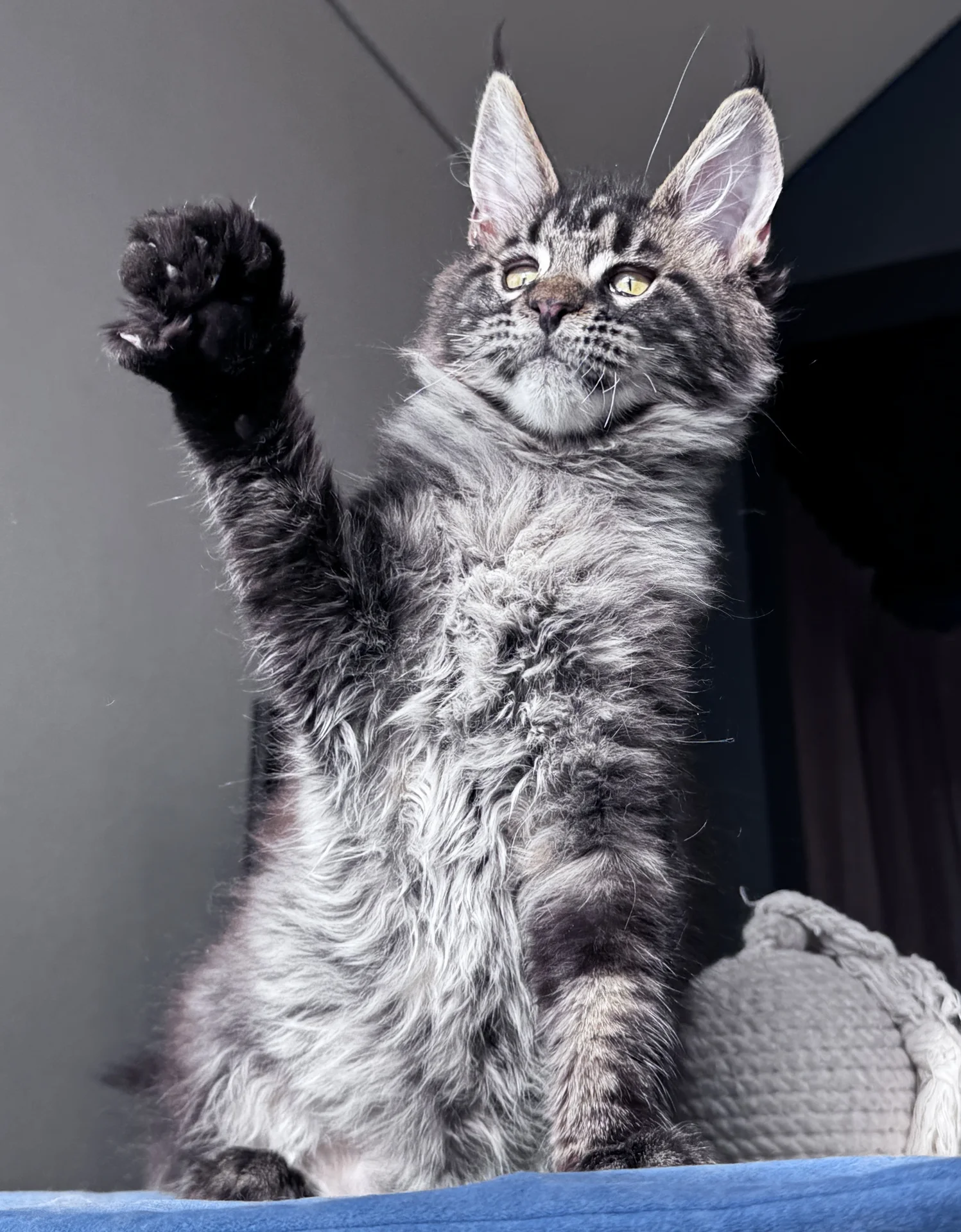 Котенок Мейн Кун - миниатюра 4