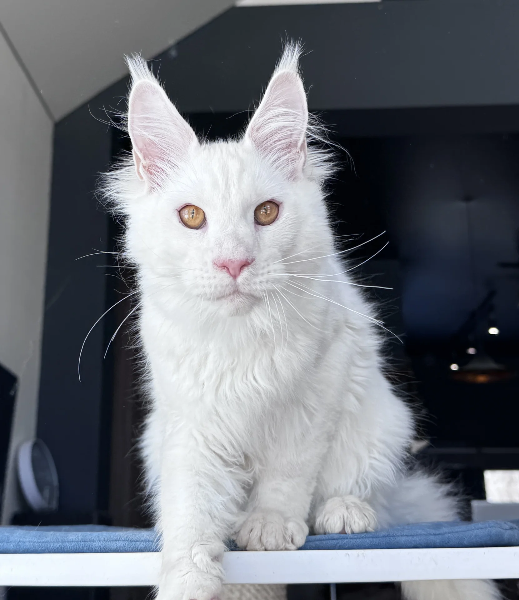 Котенок Мейн Кун - миниатюра 5