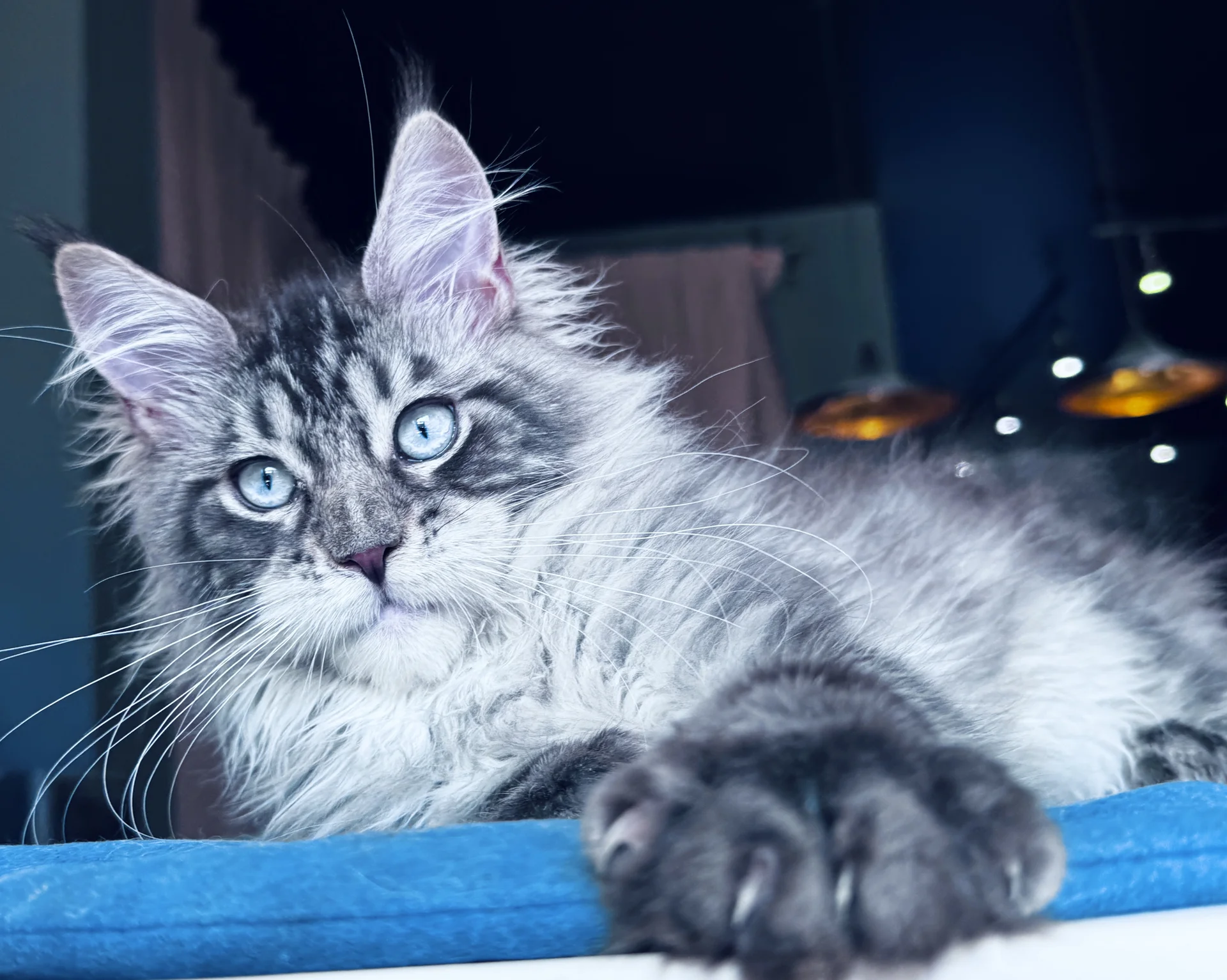 Котенок Мейн Кун - миниатюра 6