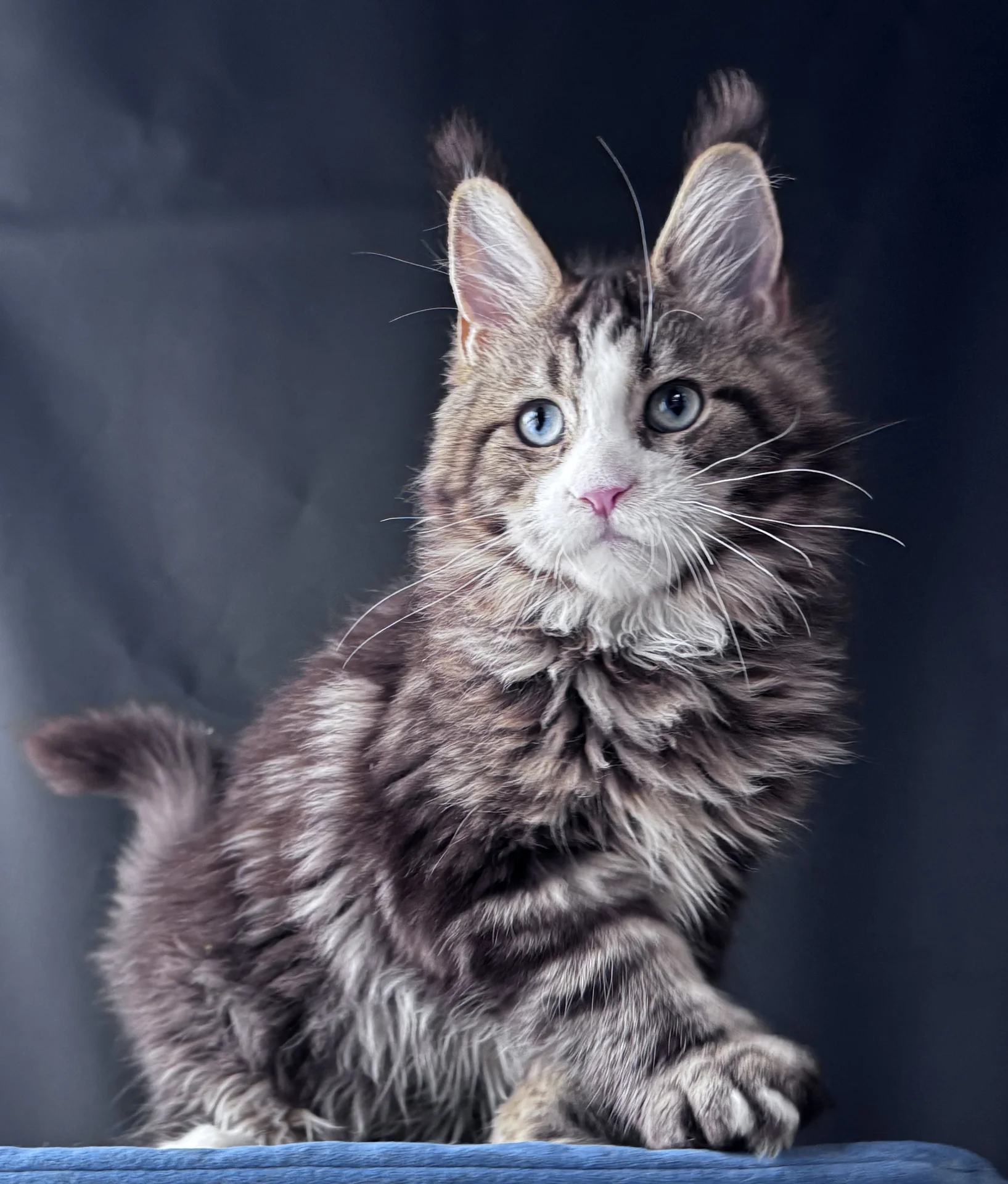 Котенок Мейн Кун - миниатюра 7