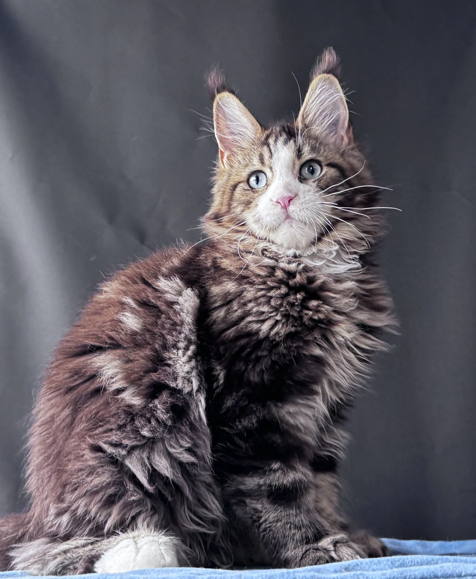 Котенок Мейн Кун - миниатюра 8