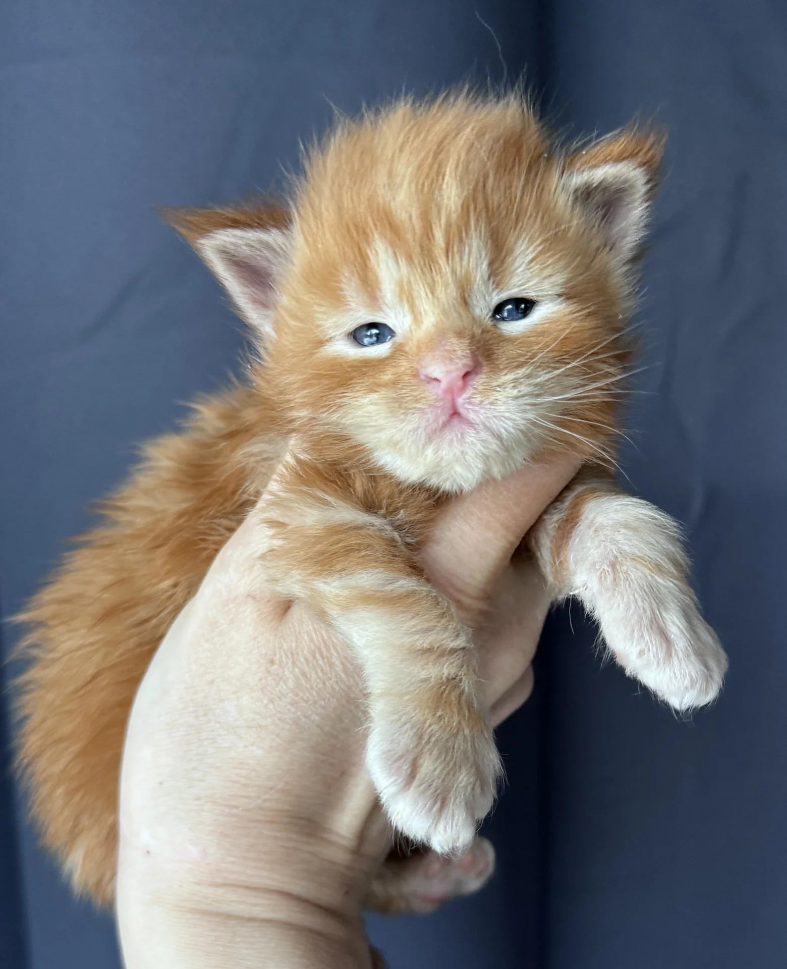 Котенок Мейн Кун - миниатюра 9