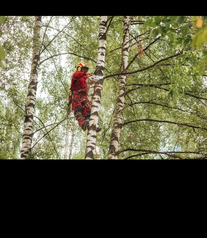 Удаление деревьев в Истре - миниатюра 5