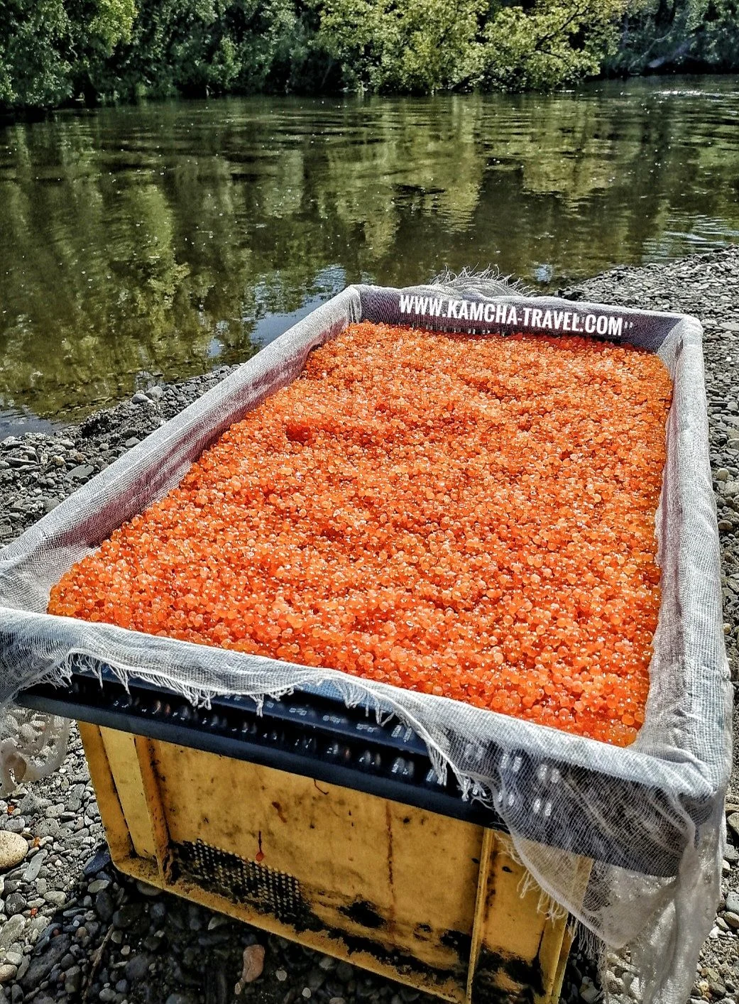 Рыбалка на Камчатке, речная, морская круглый год - миниатюра 5