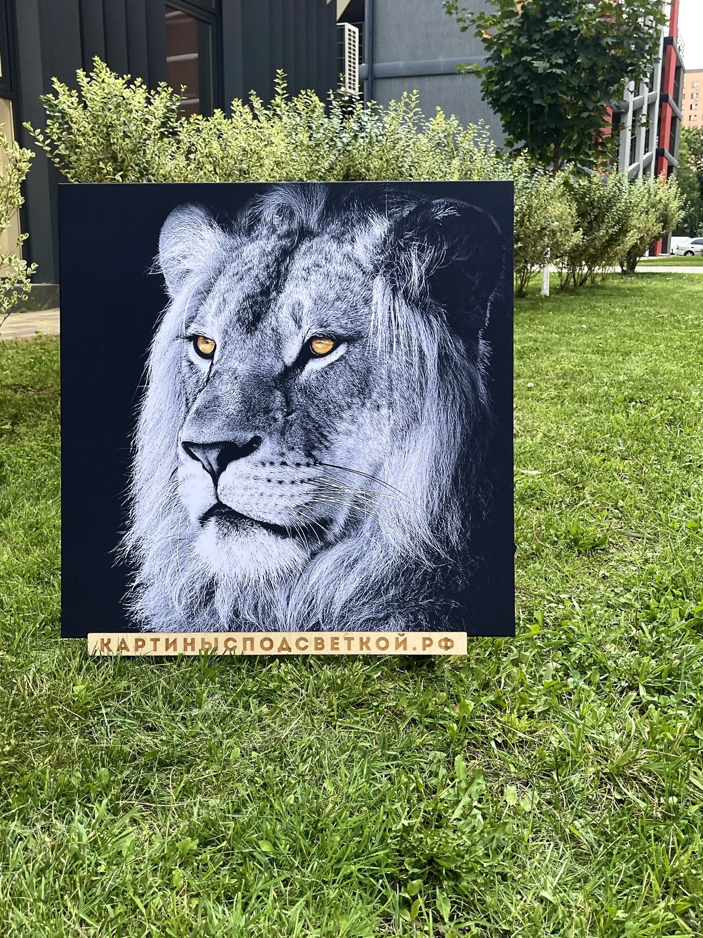 Картина с подсветкой "Царь зверей" 60x60 см - изображение 1