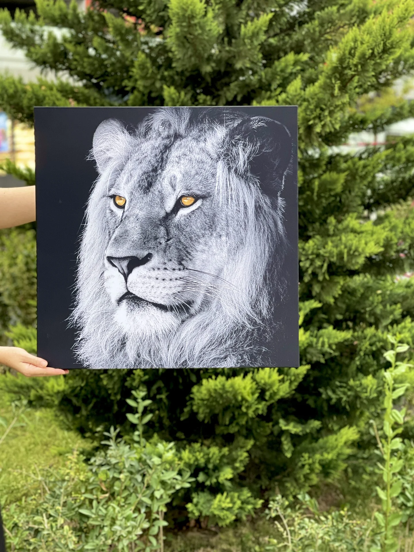 Картина с подсветкой "Царь зверей" 60x60 см - миниатюра 4
